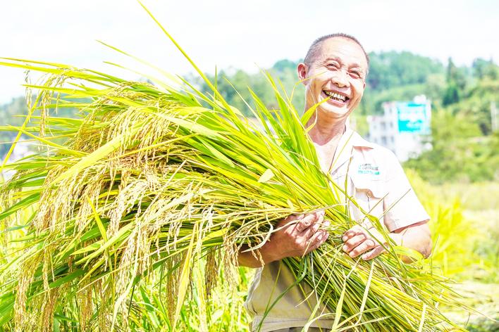 來鳳縣強農富民風光正好推進農業產業高質量發展的來鳳實踐